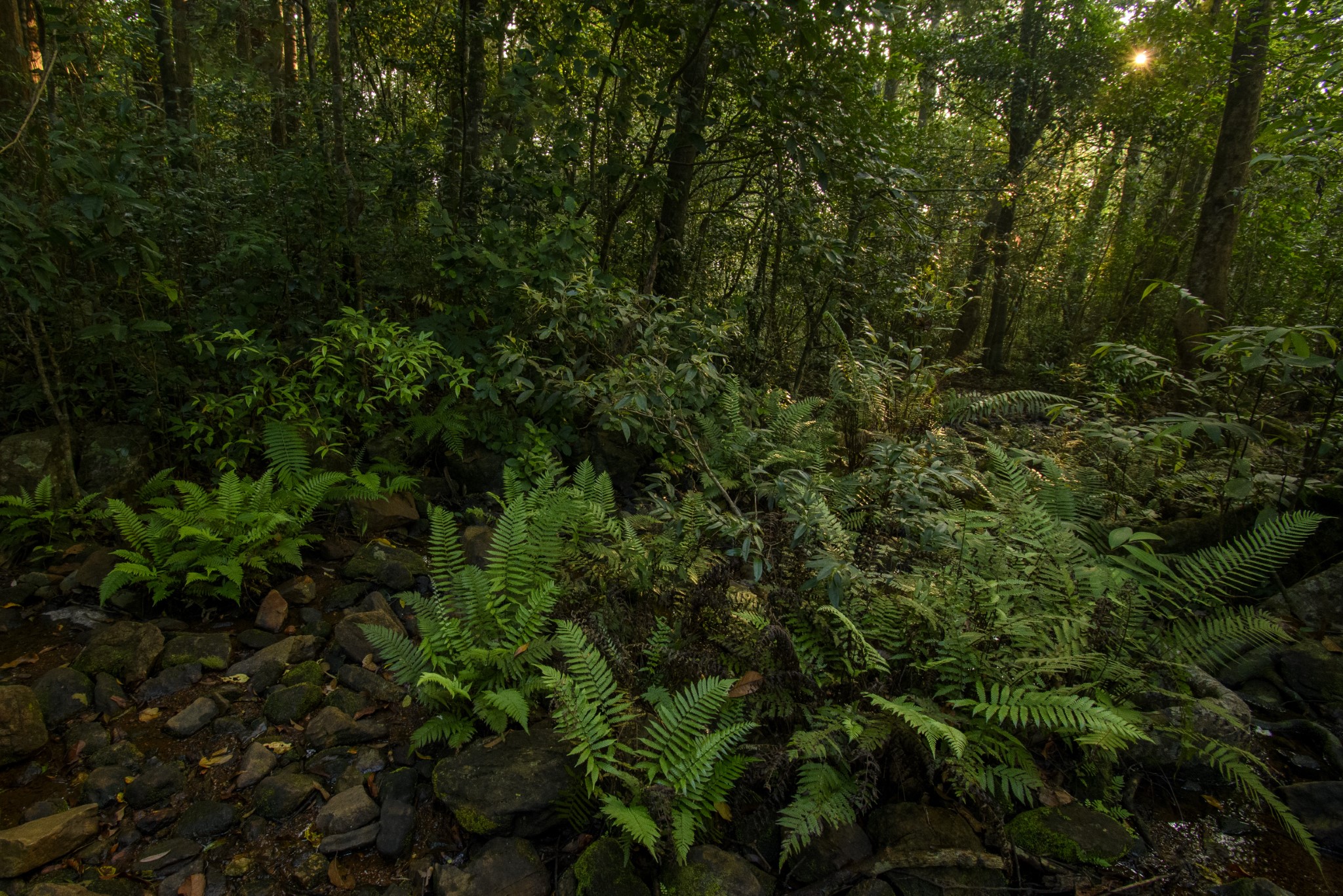 Diversity and dynamics of a tropical forest ecosystem in southern Western Ghats in the context of changing climate.