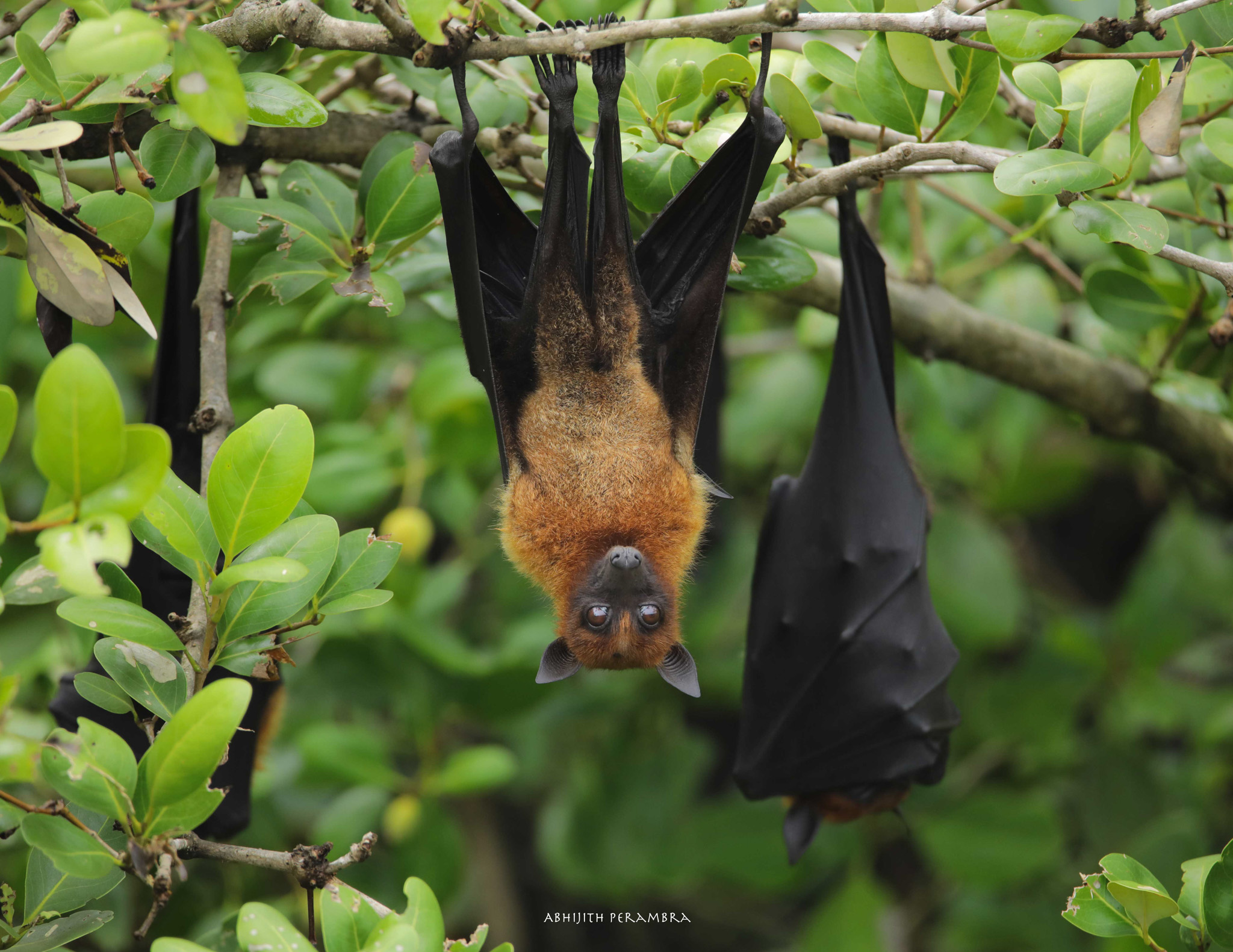  Community structure, habitat associations and conservation of bats along the land use gradients in Kerala in the context of climate change and emerging zoonotic diseases