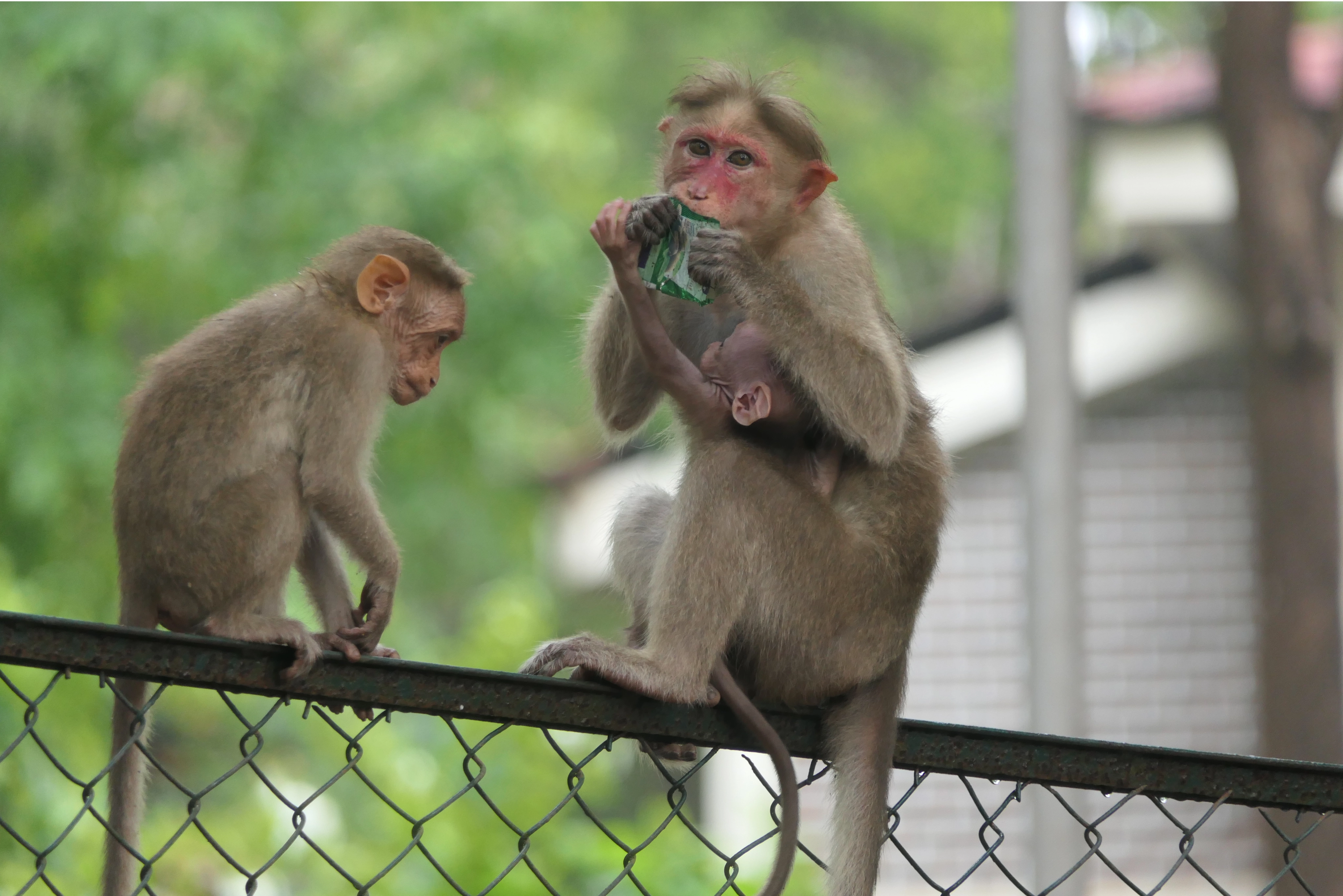 Foraging ecology of Bonnet macaque along the anthropogenic gradient: The food traits perspective