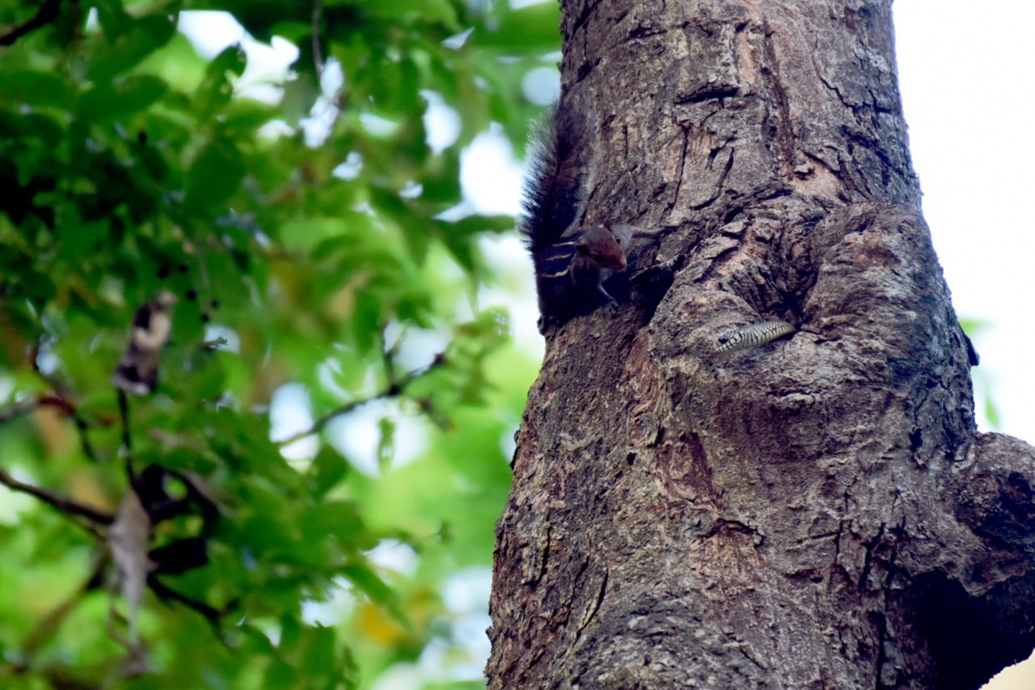 Patterns of tree cavity occurrence and use by vertebrates in tropical forests of the Western Ghats: a community web approach and its implications in forest management.