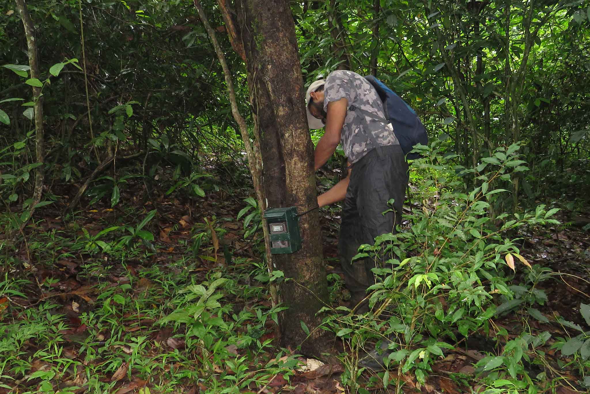 Camera trapping wildlife in forest and plantation landscapes