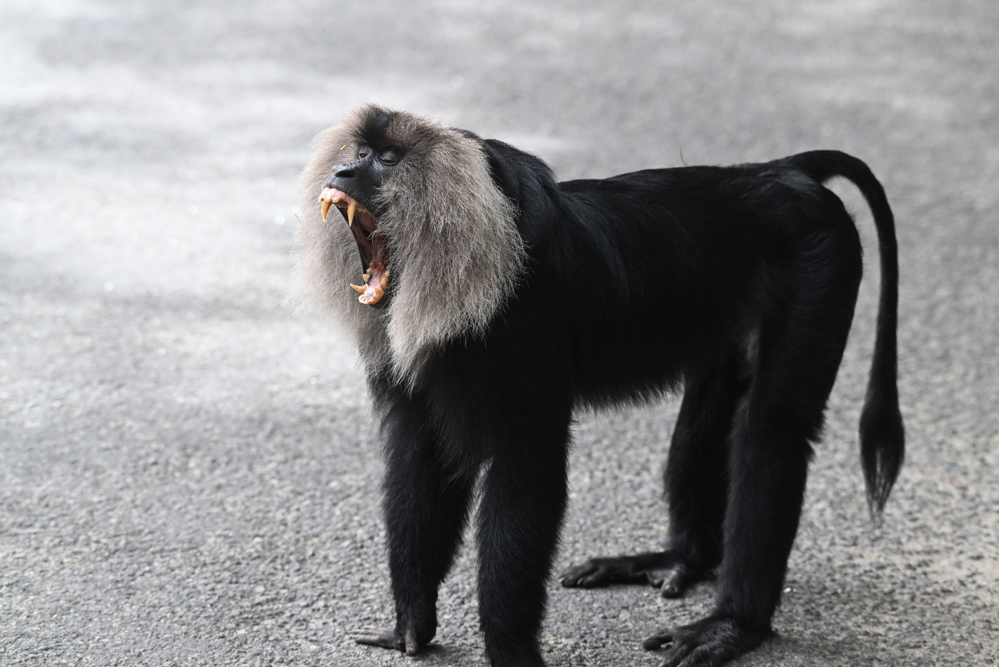 human-lion tailed macaque interactions